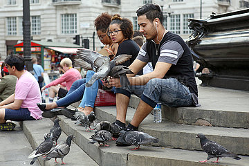 London  Grossbritannien  Mann fuettert Tauben am Trafalgar Square