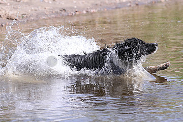 Graditz  Deutschland  Hund springt ins Wasser