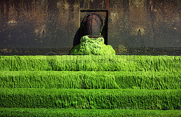 Totland  Grossbritannien  Treppe ist mit gruenen Algen ueberzogen