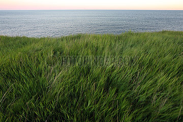 Freshwater  Grossbritannien  Gras auf einem Felsen an der Freshwater Bay bewegt sich im Wind