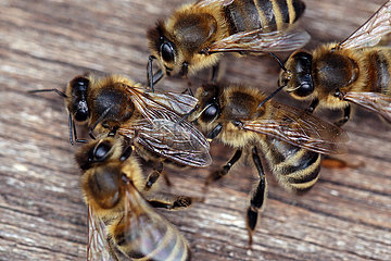 Berlin  Deutschland  Europaeische Honigbienen