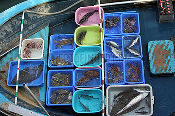 Hong Kong  China  Fische in Wasserbassins auf einem Boot im Fischerdorf Lei Yue Mun
