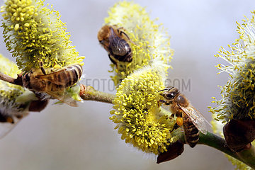 Briescht  Deutschland  Europaeische Honigbienen sammeln Pollen aus bluehenden Weidenkaetzchen der Salweide