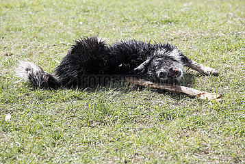 Graditz  Deutschland  Hund waelzt sich im Gras