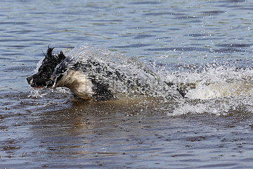 Graditz  Deutschland  Hund rennt durchs Wasser