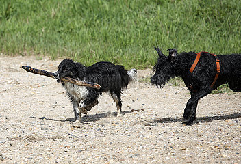 Graditz  Deutschland  Hunde spielen mit einem Ast