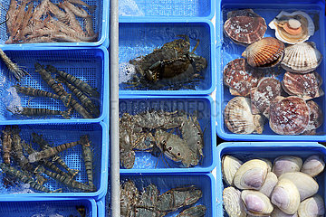 Hong Kong  China  Muscheln  Krebse und Garnelen in Wasserbassins auf dem Fischmarkt in Lei Yue Mun