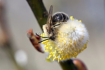 Briescht  Deutschland  Wildbiene sammelt Nektar aus einem bluehenden Weidenkaetzchen der Salweide