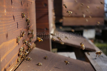 Berlin  Deutschland  Bienen im Anflug auf ihren Bienenstock