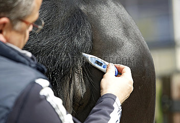 Wardow  Detailaufnahme  Fiebermessen bei einem Pferd