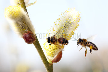 Briescht  Deutschland  Europaeische Honigbienen sammeln Pollen aus bluehenden Weidenkaetzchen der Salweide