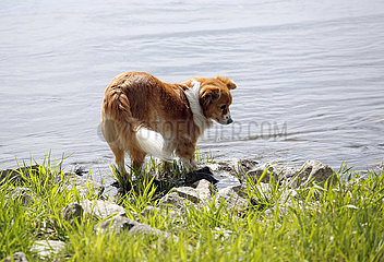 Graditz  Deutschland  Hund steht am Ufer eines Flusses