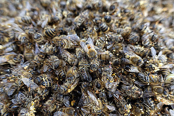 Berlin  Deutschland  tote Honigbienen durch den Befall mit der Varroamilbe