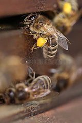 Berlin  Deutschland  Honigbiene mit Pollen vor dem Einflugloch eines Bienenstocks