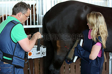 Wardow  Tierarzt roentgt ein Knie eines Pferdes