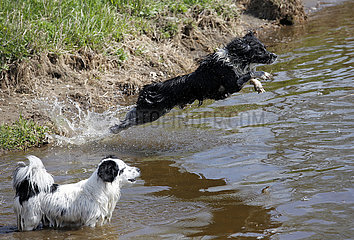 Graditz  Deutschland  Hund springt ins Wasser