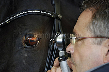 Wardow  Tierarzt schaut sich das Auge eines Pferdes mit einem Otoskoplaempchen und Lupe an an