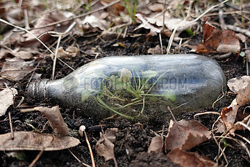 Berlin  Deutschland  Pflanze waechst in einer im Wald weggeworfenen Glasflasche