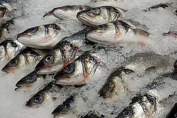 Dubai  Vereinigte Arabische Emirate  Frischfisch liegt auf Eis