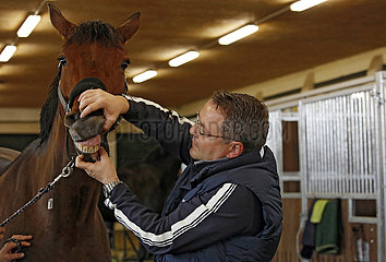 Wardow  Tierarzt schaut die Zaehne eines Pferdes an