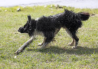 Graditz  Deutschland  Hund schuettelt sich Wasser aus dem Fell