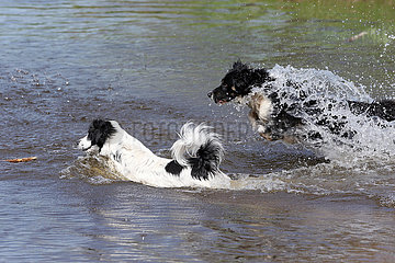 Graditz  Deutschland  Hunde rennen durchs Wasser