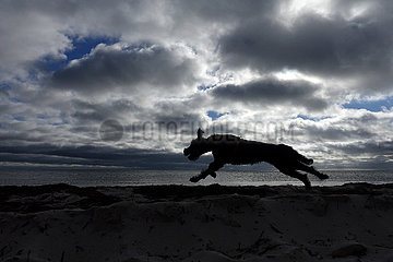 Braenna  Schweden  Silhouette  Riesenschnauzer rennt am Strand entlang