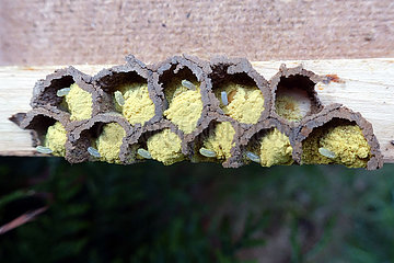 Berlin  Deutschland  bestifteter Wabenbau einer Mauerbiene