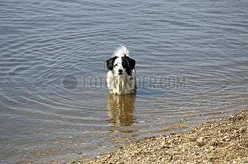 Graditz  Deutschland  Hund steht im Wasser