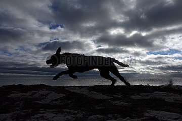 Braenna  Schweden  Silhouette  Riesenschnauzer rennt am Strand entlang
