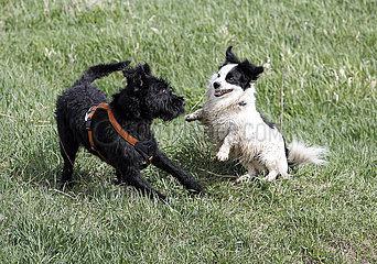Graditz  Deutschland  Hunde spielen miteinander
