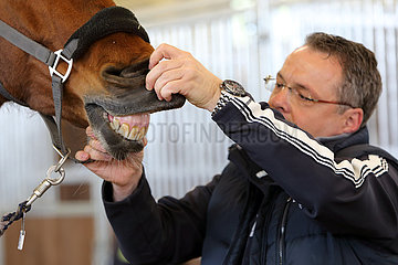 Wardow  Tierarzt schaut die Zaehne eines Pferdes an