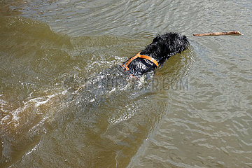 Briescht  Deutschland  Hund schwimmt im Wasser auf einen Ast zu