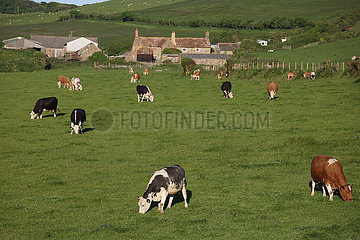 Ventnor  Grossbritannien  Kuehe grasen auf einer Weide