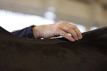 Wardow  Ruecken eines Pferdes wird abgetastet