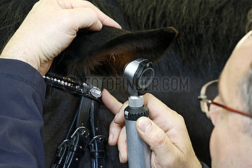 Wardow  Tierarzt schaut sich das Ohr eines Pferdes mit einem Otoskoplaempchen und Lupe an an