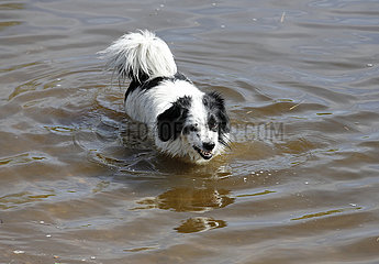 Graditz  Deutschland  Hund steht knurrend im Wasser