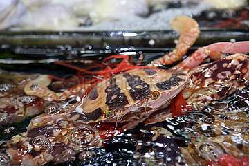 Hong Kong  China  Krebs in einem Wasserbassin auf dem Fischmarkt in Lei Yue Mun