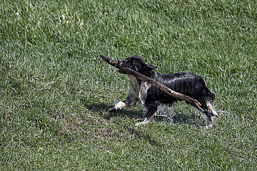 Graditz  Deutschland  Hund apportiert einen Ast