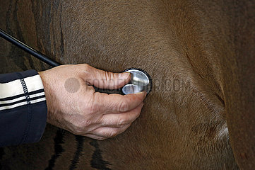 Wardow  Detailaufnahme  Tierarzt horcht nach den Darmgeraeuschen eines Pferdes
