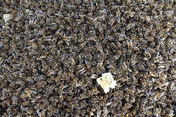 Berlin  Deutschland  tote Honigbienen durch den Befall mit der Varroamilbe