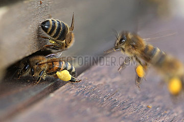 Berlin  Deutschland  Honigbienen mit Pollen vor dem Einflugloch eines Bienenstocks