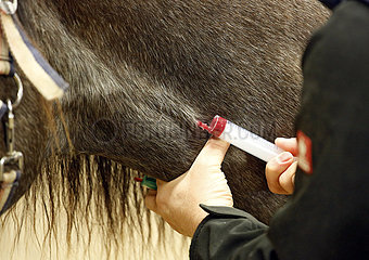 Wardow  Detailaufnahme  einem Pferd wird ein Narkosemittel gespritzt