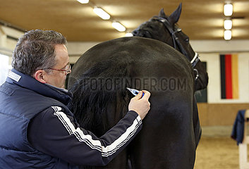 Wardow  Fiebermessen bei einem Pferd