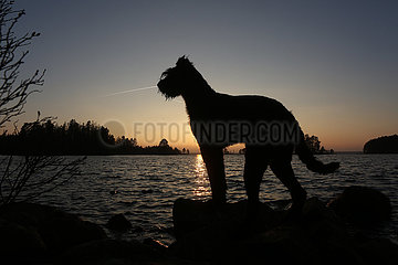 Braenna  Schweden  Silhouette  Hund steht bei Sonnenuntergang am Wasser