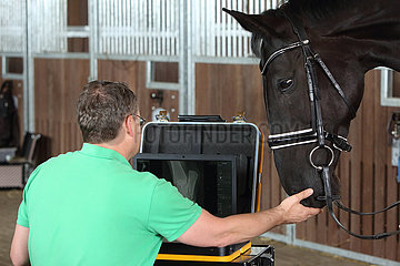 Wardow  Tierarzt wertet auf der Stallgasse die Roentgenaufnahme vom Sprunggelenk eines Pferdes aus