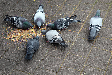 Strassburg  Frankreich  Tauben picken Koerner von der Strasse