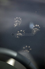Graditz  Deutschland  Pfotenabdruecke eines Marders auf der Frontscheibe eines Autos