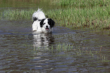 Graditz  Deutschland  Hund steht im Wasser