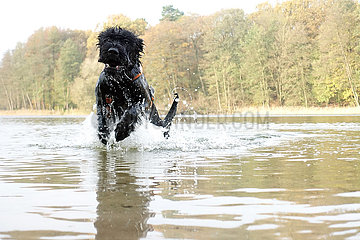 Berlin  Deutschland  Hund rennt in einem See durchs Wasser
